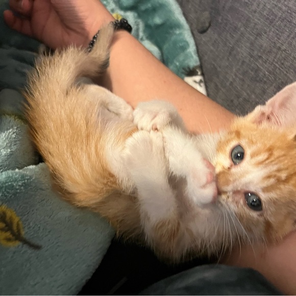 Meet your Posher, Kiara - Picture 5 of 5